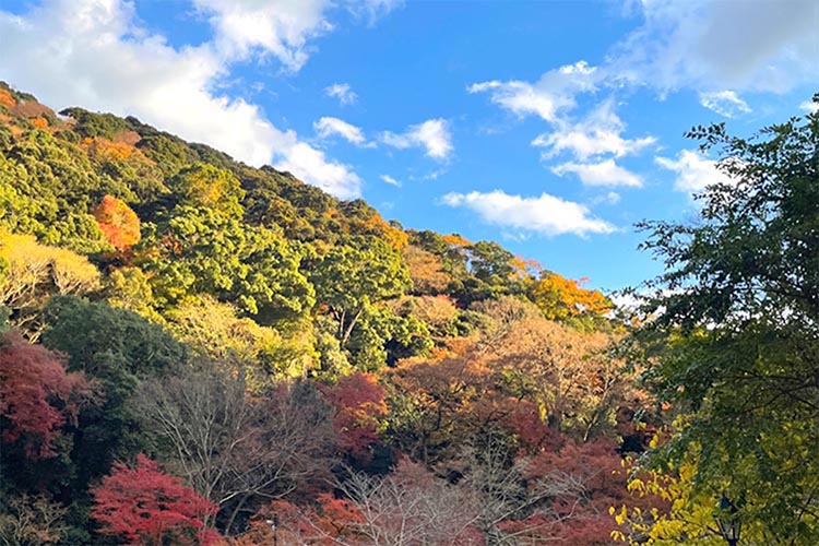 箕面の里山のイメージ画像